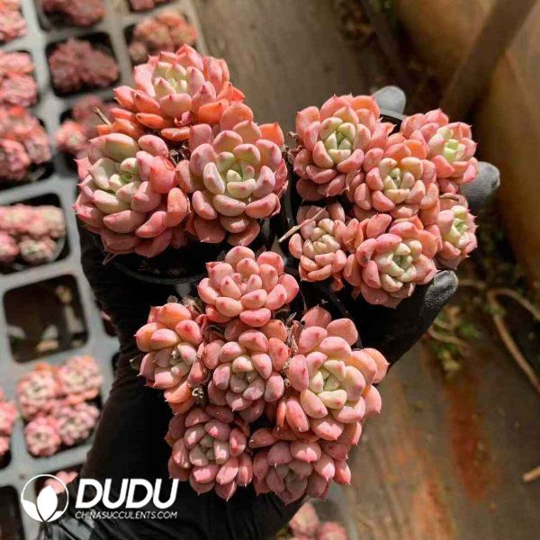 Echeveria Red Sleeve Lady - Image 2