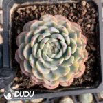 Echeveria Minima Variegated