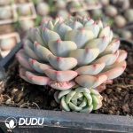 Echeveria Minima Variegated - Image 2