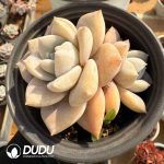 Echeveria Sakura Fall Double Heads