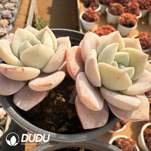 Echeveria Sakura Fall Double Heads - Image 2