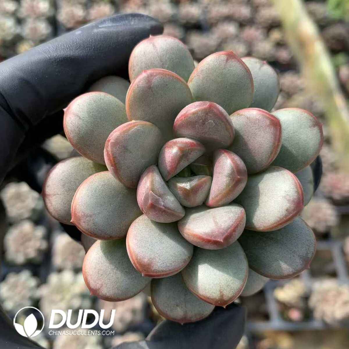 07897D65201.jpg Echeveria grape - Image 1