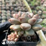 Echeveria grape - Image 2