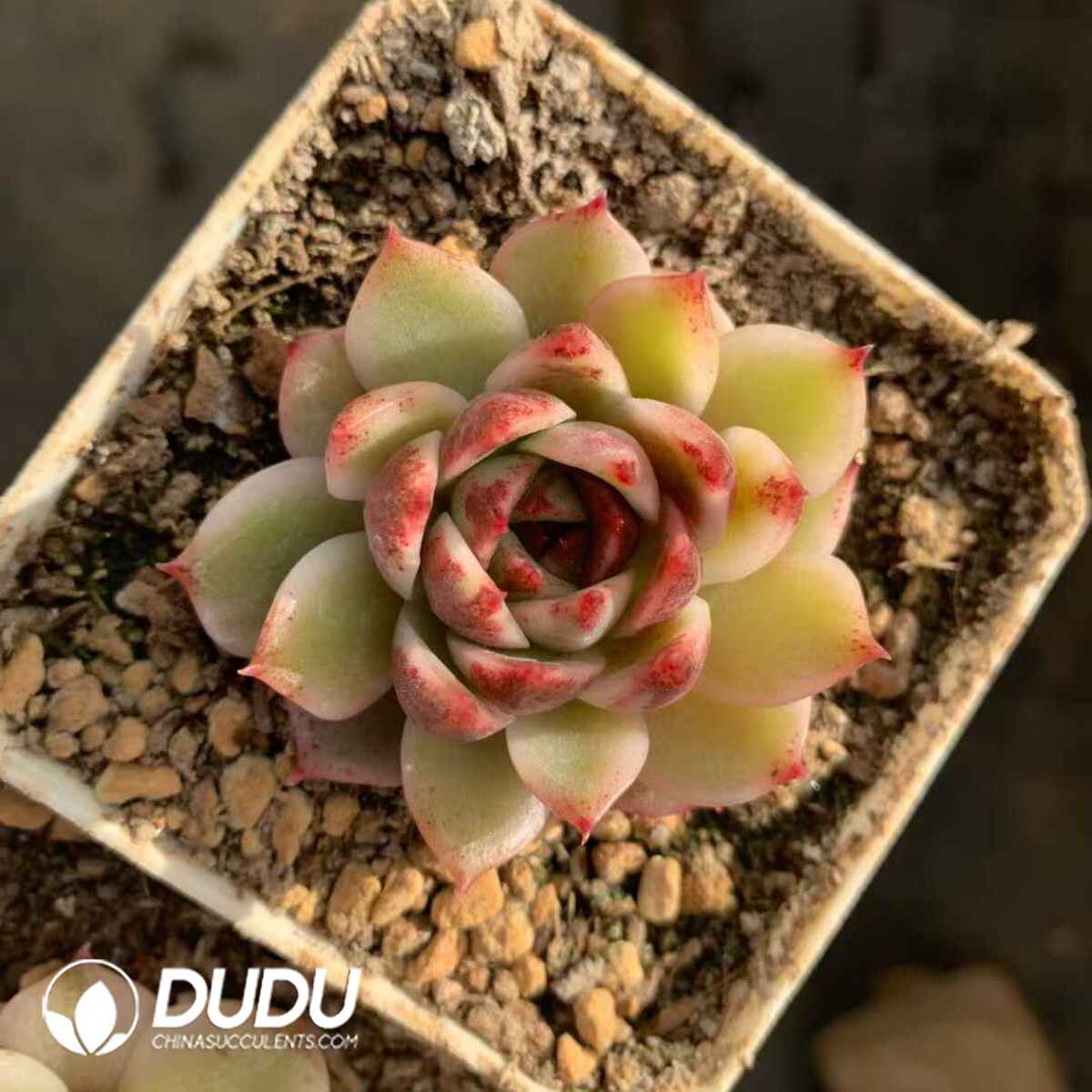 07898D70201.jpg Echeveria Sugar Heart Rose Variegated - Image 1