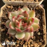 Echeveria Sugar Heart Rose Variegated - Image 2