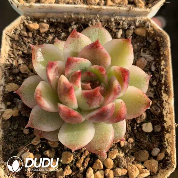 Echeveria Sugar Heart Rose Variegated - Image 2
