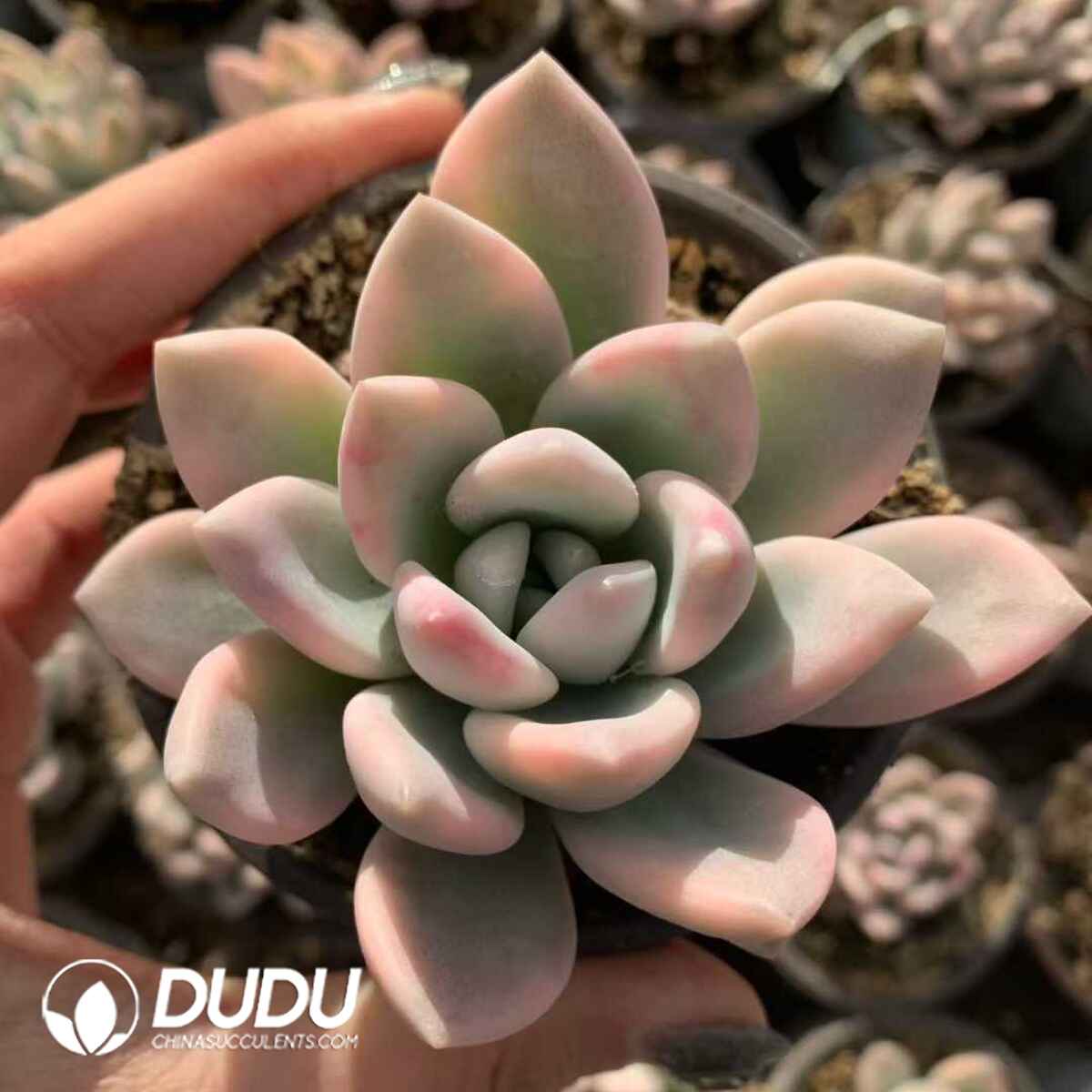 07899D90201.jpg Echeveria Aurora Marginata Variegated - Image 1