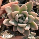 Echeveria Aurora Marginata Variegated - Image 2