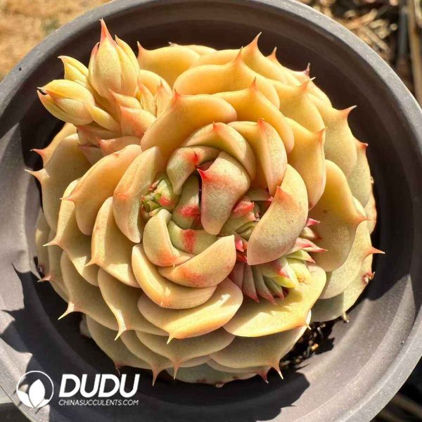 Echeveria Ben Badis - Image 2