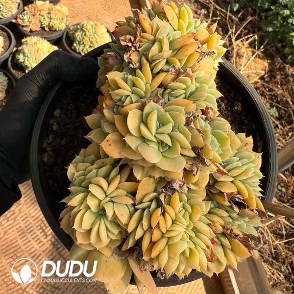 Echeveria 'Brandy' - Image 1