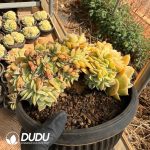 Pachycormus Brandy - Image 2