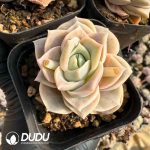 Echeveria Lovely Rose