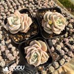 Echeveria Lovely Rose - Image 2