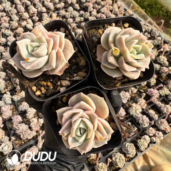 Echeveria Lovely Rose - Image 2