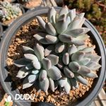 Pachycormus Elizabeth