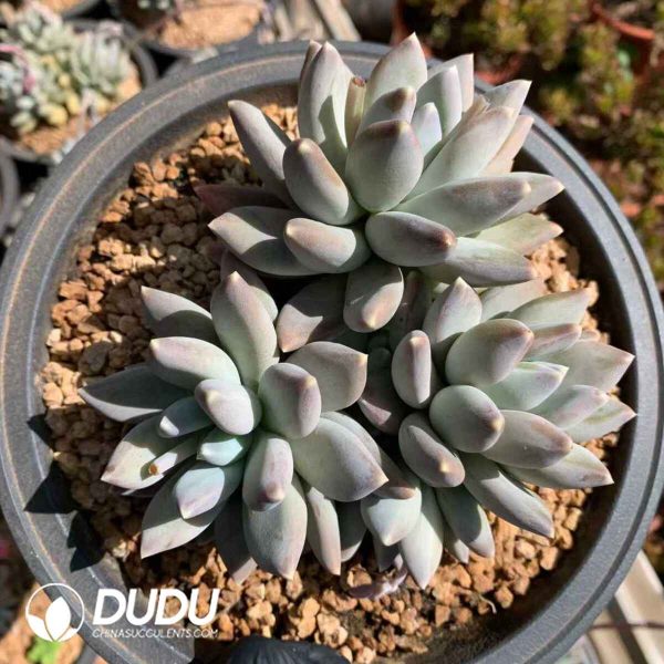 07903D190201.jpg Echeveria Elizabeth - Image 1