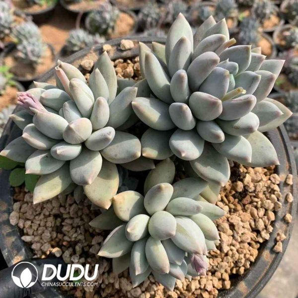 Pachycormus Elizabeth - Image 2