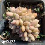 Pachycormus TaoHuaYuan Variegated