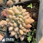 Pachycormus TaoHuaYuan Variegated - Image 2