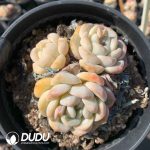 Echeveria HouMeng - Image 2