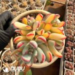 Pachycormus Titanopsis Variegated