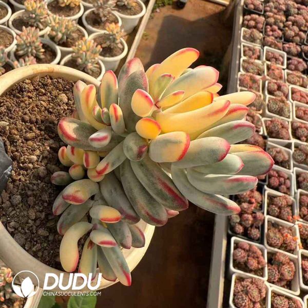 Pachycormus Titanopsis Variegated - Image 2