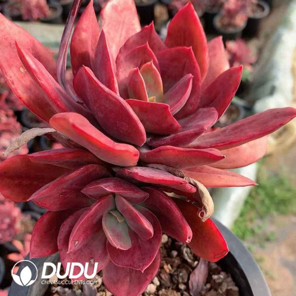 Echeveria Diamond Variegated - Image 2