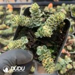 Crassula Atlantis - Image 2