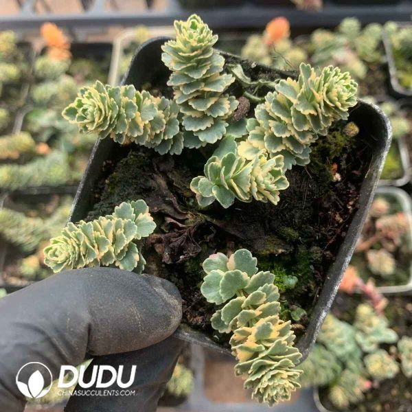 Crassula Atlantis - Image 2