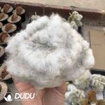 [Rootless] Espostoa Nana Cristata