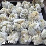 [Rootless] Espostoa Nana Cristata - Image 2