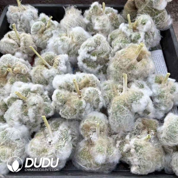 [Rootless] Espostoa Nana Cristata - Image 2