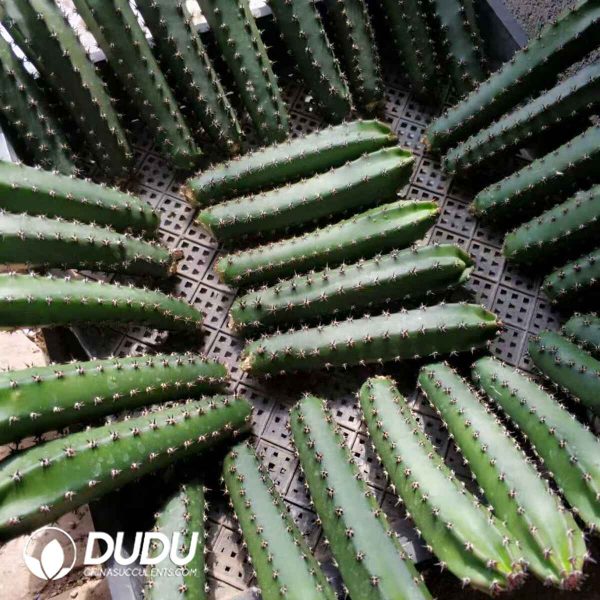 [Rootless] Harrisia Jusbertii - Image 1