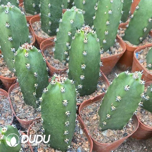 [With Root] Harrisia Jusbertii - Image 1