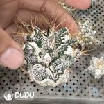 [Rootless] Astrophytum Ornatum