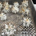 [Rootless] Astrophytum Ornatum - Image 2