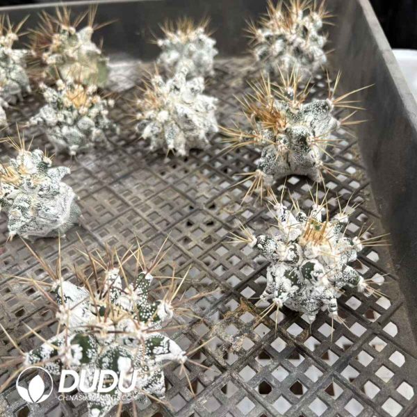 [Rootless] Astrophytum Ornatum - Image 2