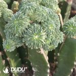 [Grafted] Stenocactus Multicostatus Clustering