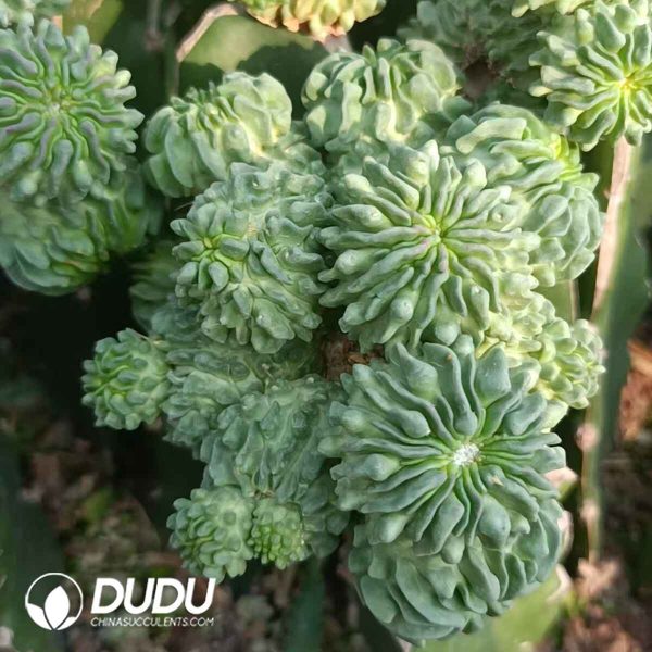 [Grafted] Stenocactus Multicostatus Clustering - Image 2