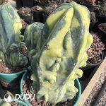 Myrtillocactus Geometrizans Variegated