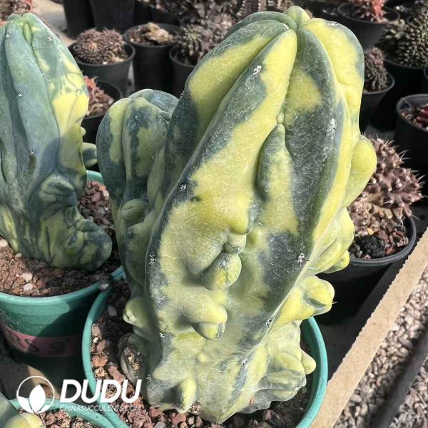 Myrtillocactus Geometrizans Variegated - Image 1