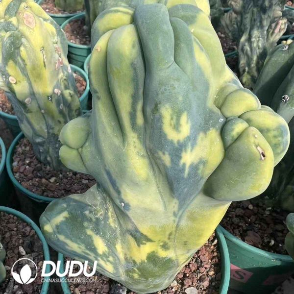 Myrtillocactus Geometrizans Variegated - Image 2