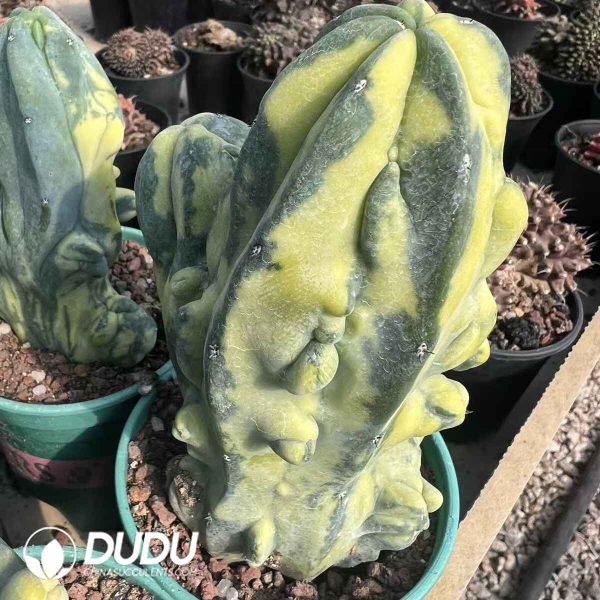 Myrtillocactus Geometrizans Variegated - Image 2