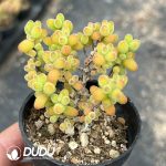 Dicrocaulon Kumquat Candy Balls