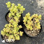 Dicrocaulon Kumquat Candy Balls - Image 2