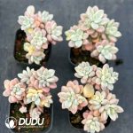 Graptopetalum Ellen Variegated Clustering 5 Heads+