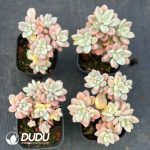 Graptopetalum Ellen Variegated Clustering 5 Heads+ - Image 2