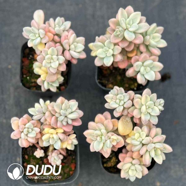 Graptopetalum Ellen Variegated Clustering 5 Heads+ - Image 2