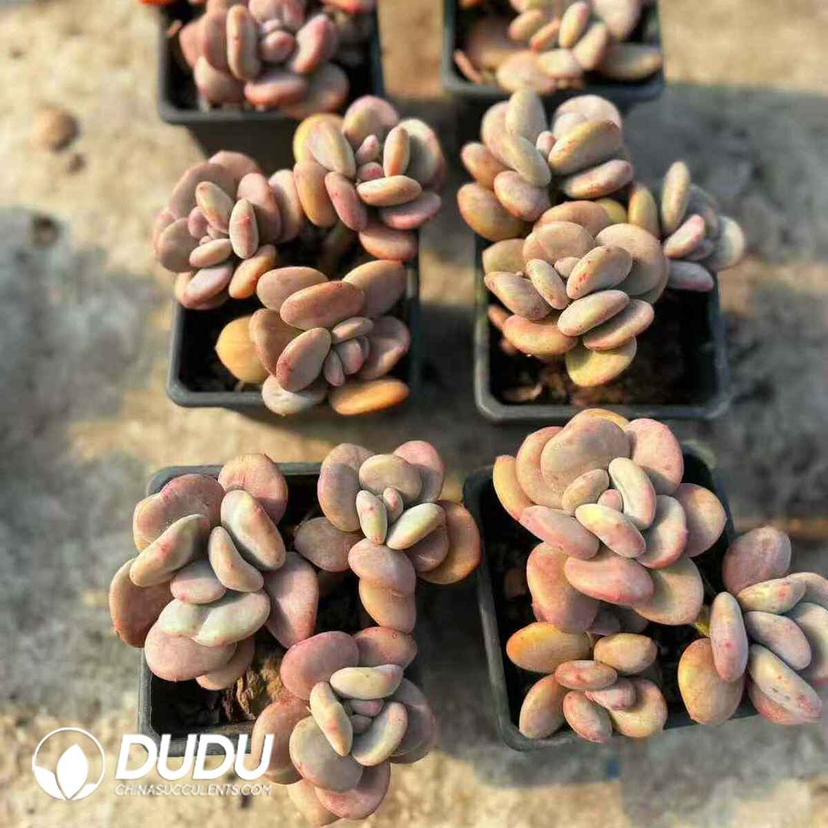 07923D90201.jpg Echeveria Day and Night Galaxy Variegated Clustering - Image 1