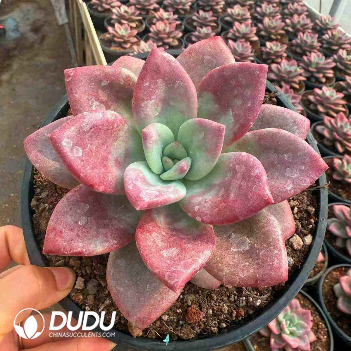 07925D180201.jpg Echeveria Hephaestus - Image 1